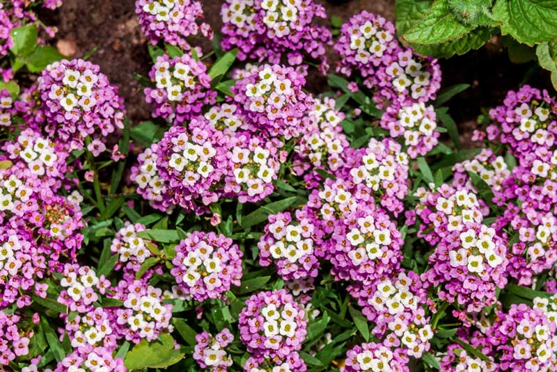 Sweet Alyssum