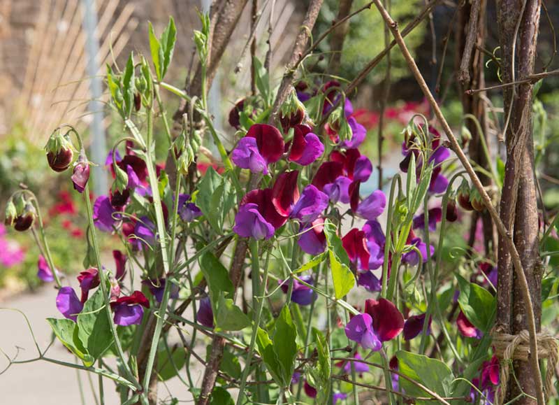 Sweet Pea Climbing