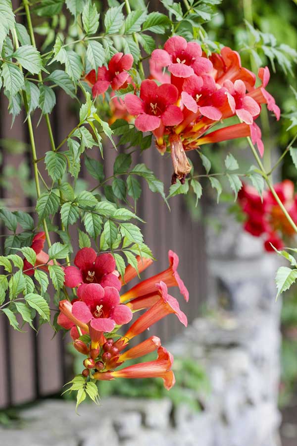 Trumpet Creeper