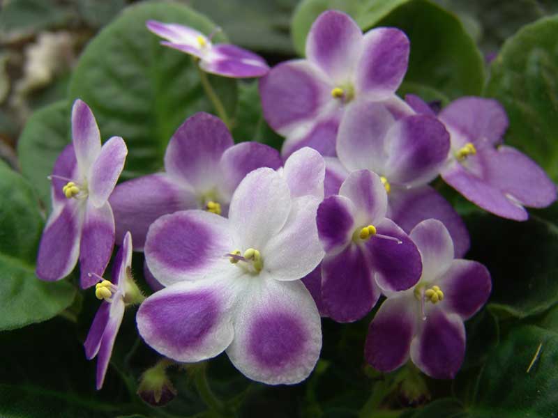 Valeska Viol African Violet