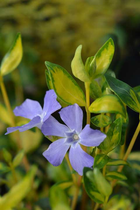 Vinca Illumination