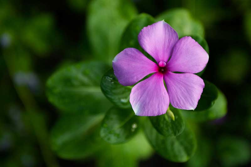 Vinca flowers