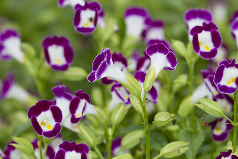 Wishbone Flower