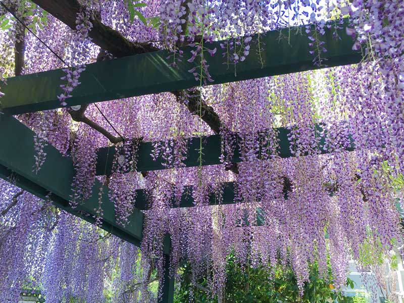 Wisteria