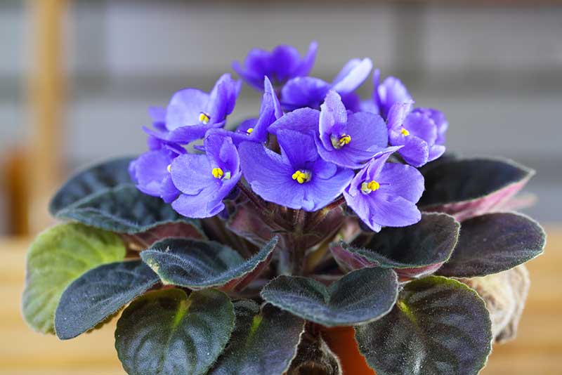 Best African Violet Soil Mix - Garden Lovers Club