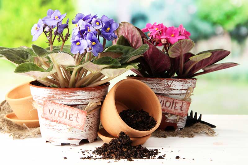 african violet soil