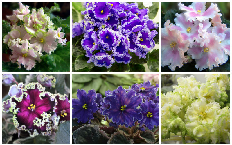 african violet types