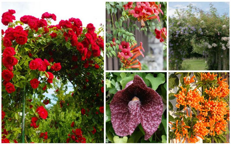 climbing perennial flowers