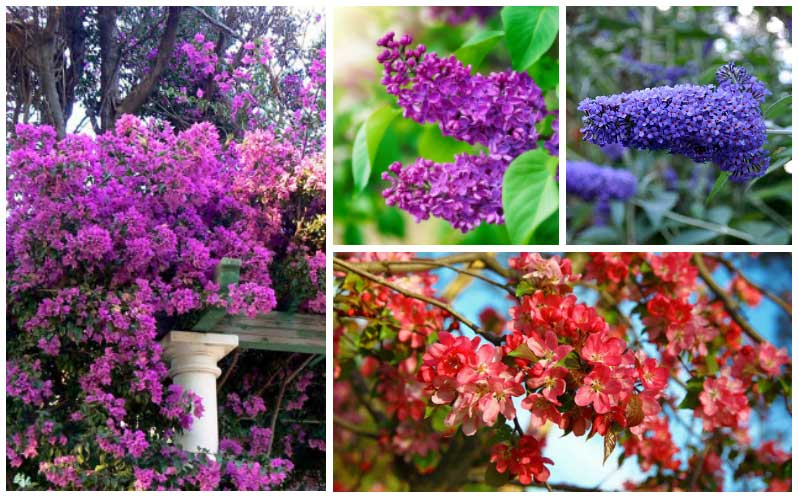 drought tolerant shrubs