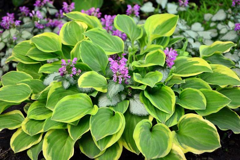 Growing Hostas How to Grow and Care Guide Garden Lovers Club