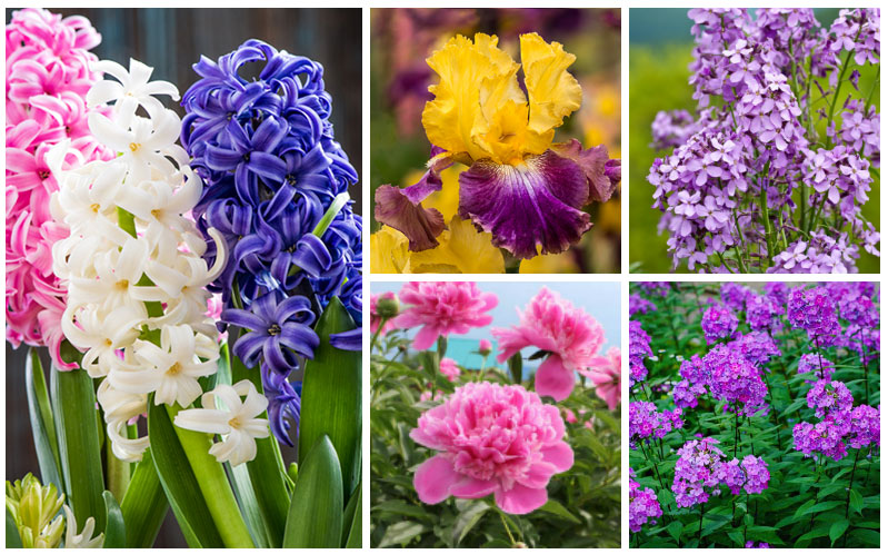 fragrant perennial flowers