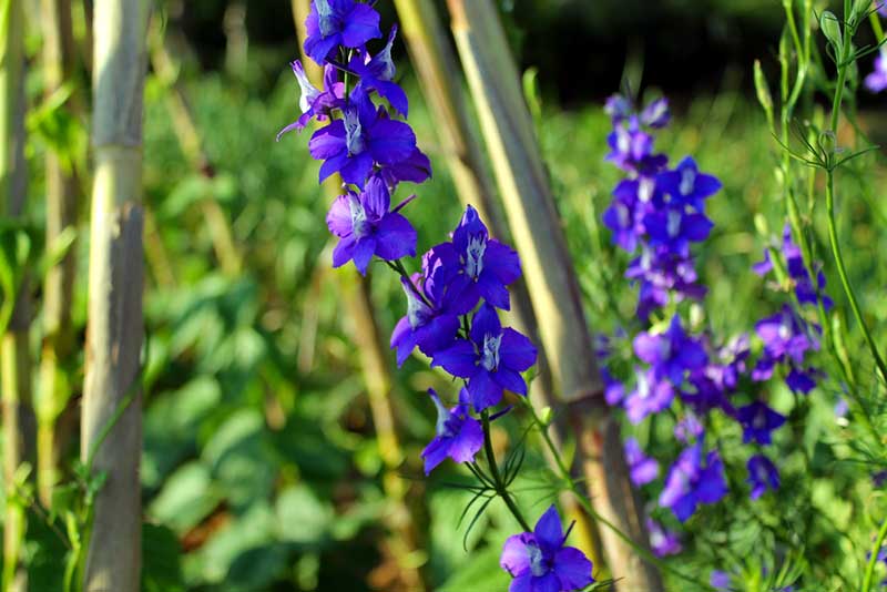 Larkspur