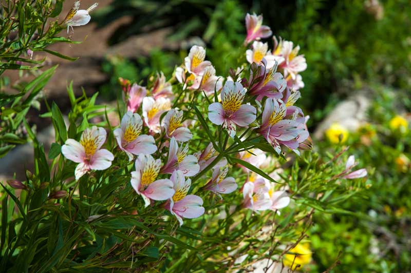 Peruvian lily in pink