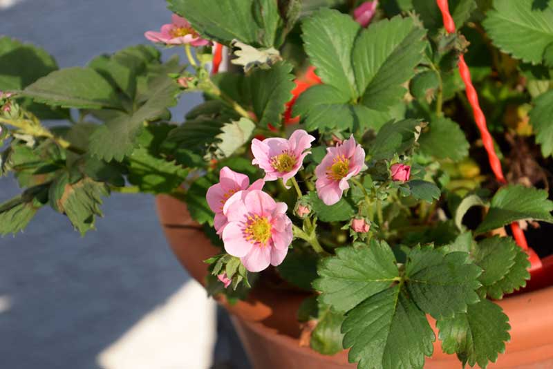 pink blooming Fragaria