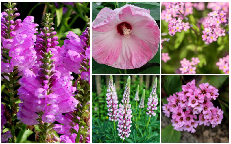 pink perennial flowers