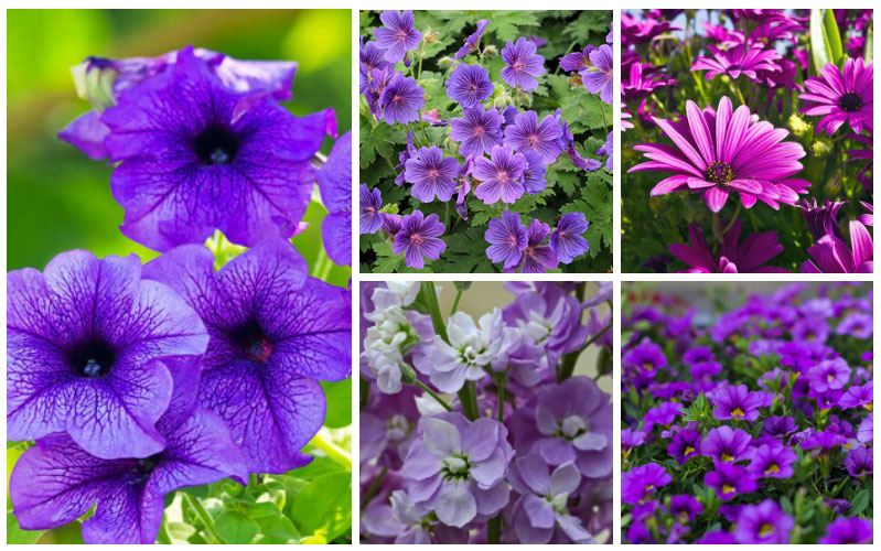 purple annuals