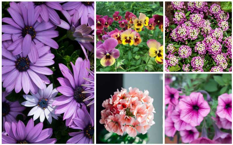 spring-blooming annuals