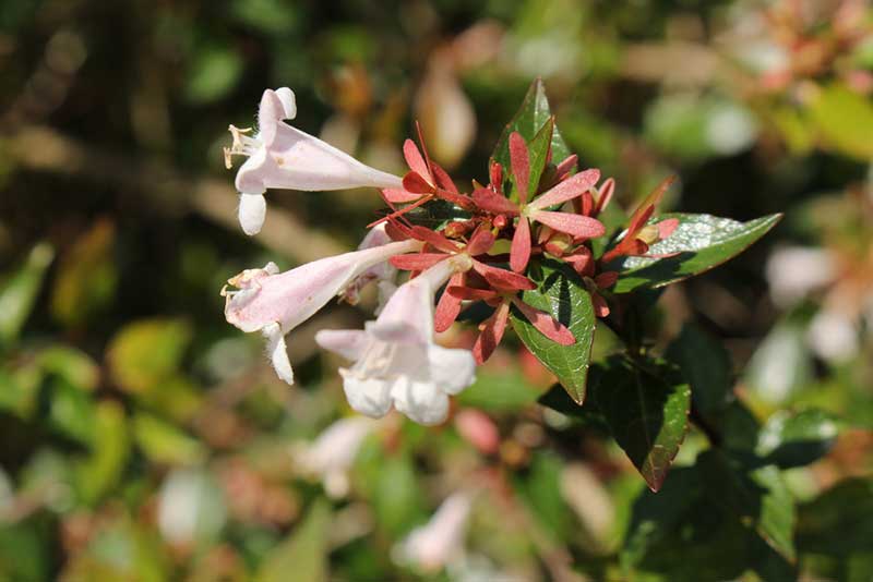 Abelia Chinensis