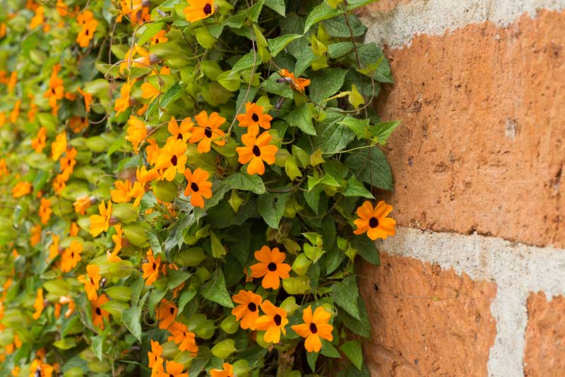 Black-Eyed Susan Vine