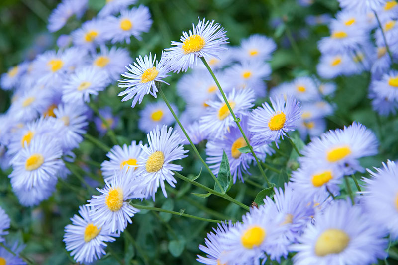 Blue Wild Aster