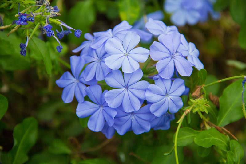 Blue Plumbago