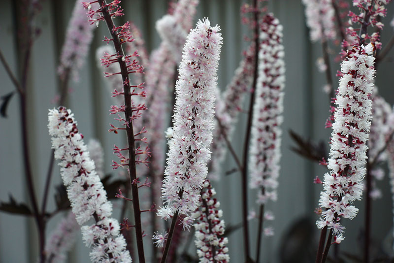 17 Tall Growing Perennials That Will Add Depth And Beauty To Your Garden