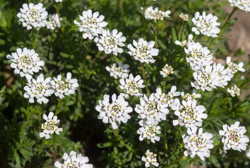 10 Beautiful White Flowering Perennials Garden Lovers Club