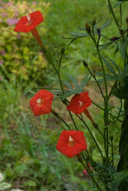 Cardinal Climber