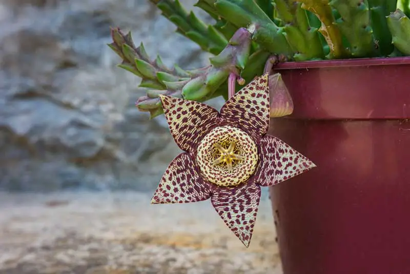 Carrion Flower Stapelia