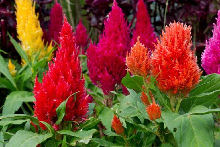 10 Beautiful Bold Red Annuals For your Garden Garden Lovers Club