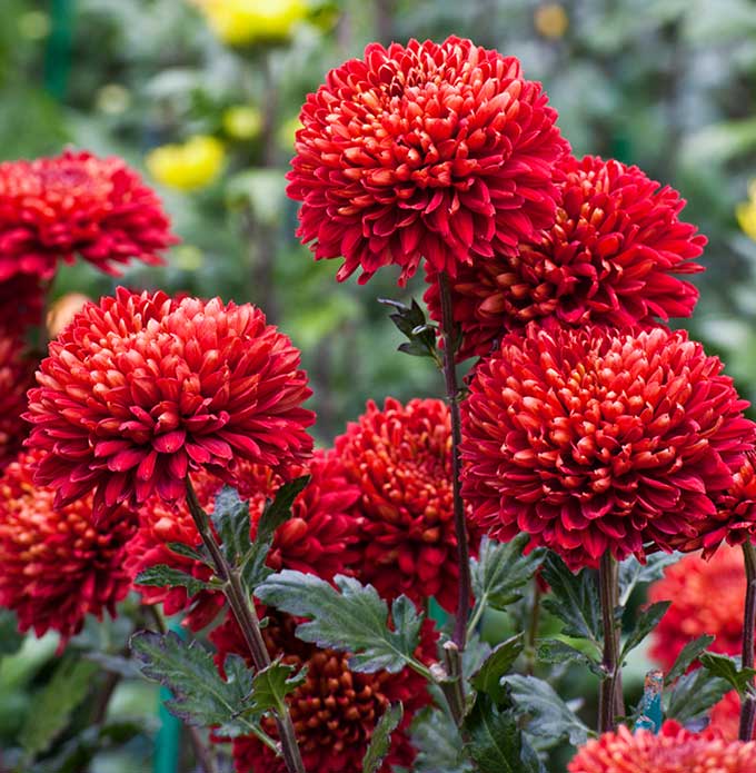 Chrysanthemum