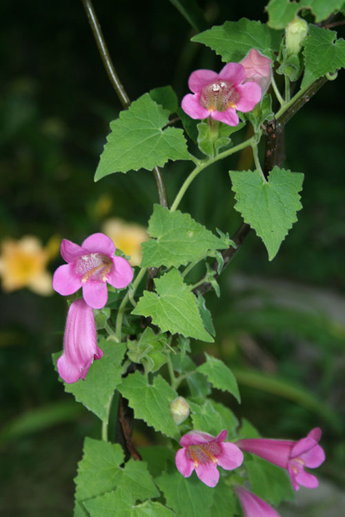 Climbing Snapdragon