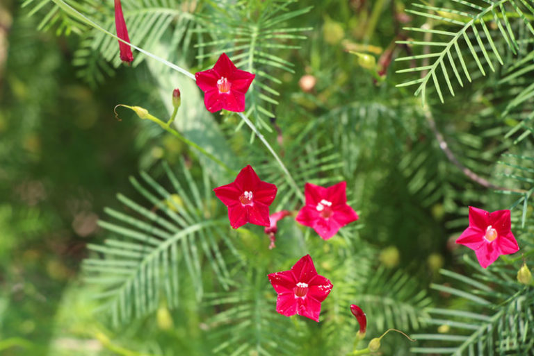 14 Perfect Climbing Annuals Garden Lovers Club