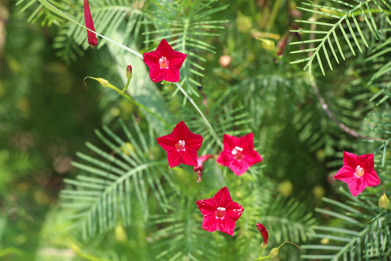 Cypress Vine