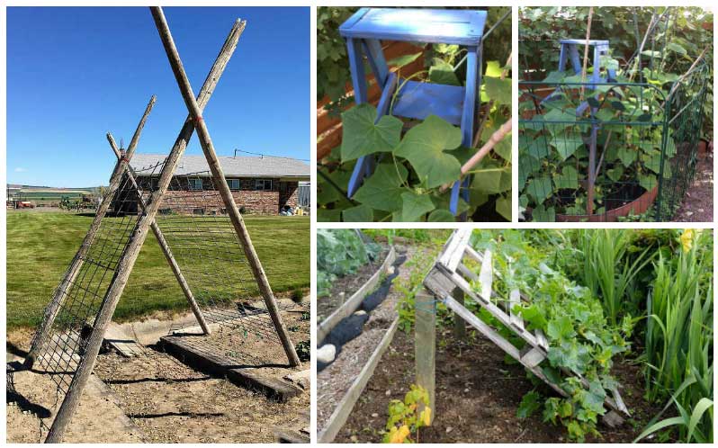 DIY Cucumber trellis ideas