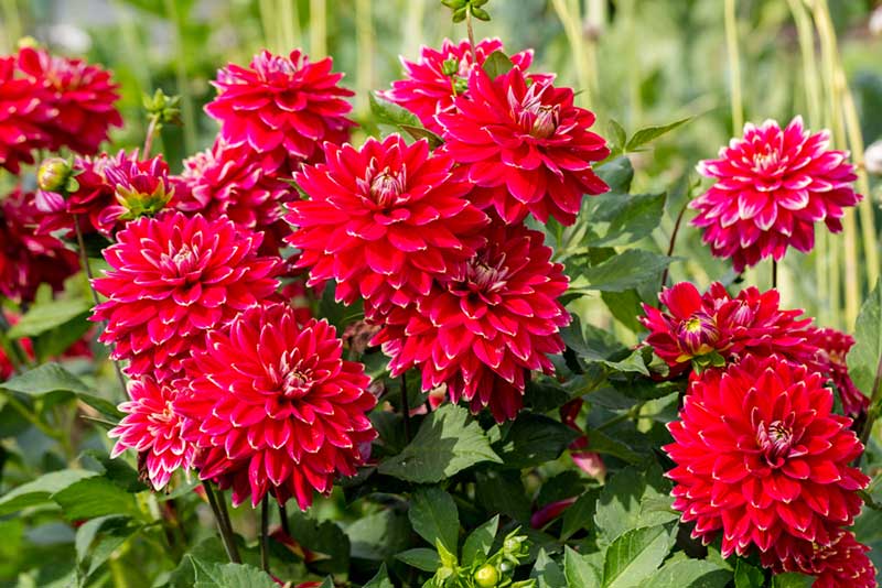 Dahlias