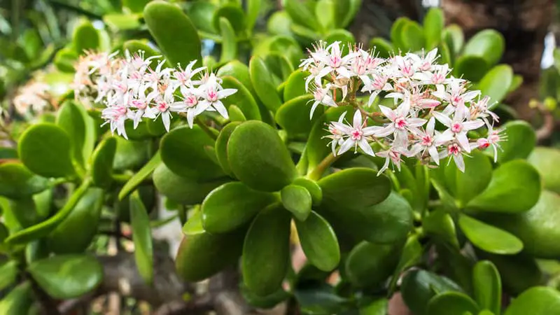 Flowering Crassula