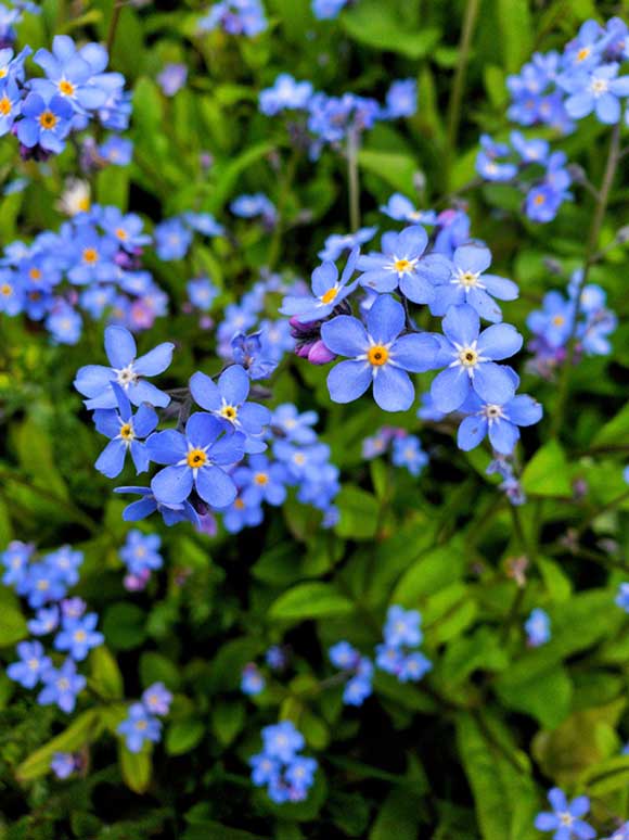 Forget-Me-Not