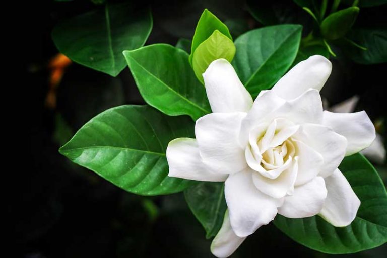 10 Gorgeous Fragrant Shrubs - Garden Lovers Club