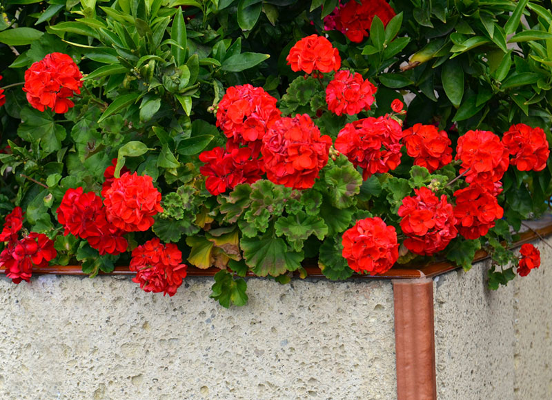 Geraniums