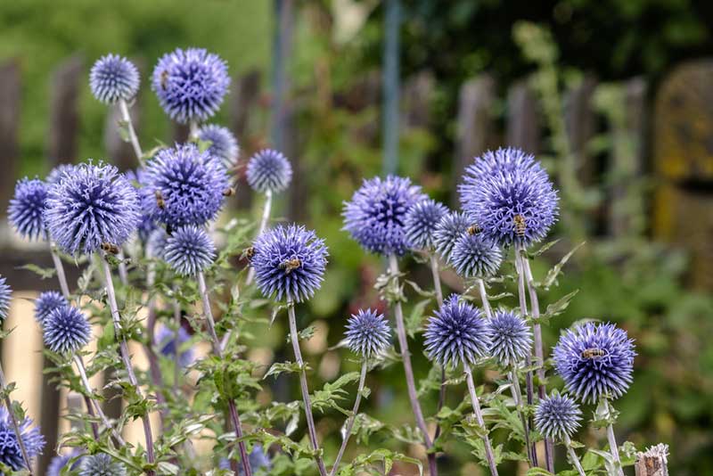 Globe Thistle