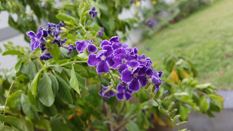 bushes with purple flowers