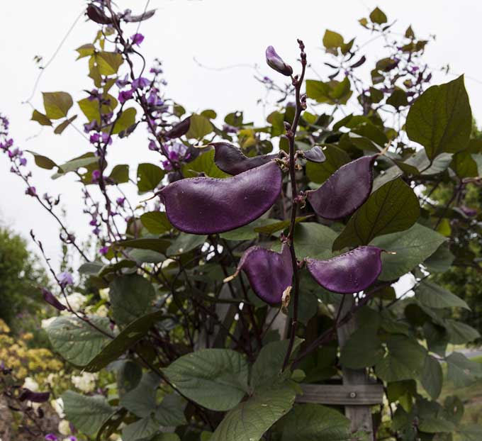 Hyacinth Bean Vine