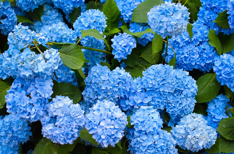 Hydrangea