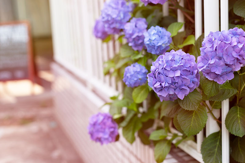 Hydrangea