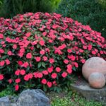 Impatiens