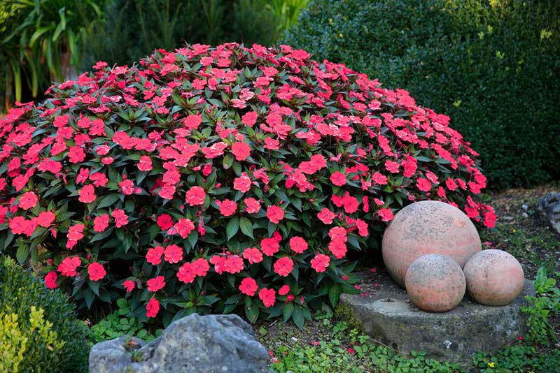 Impatiens