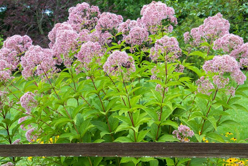 Joe-pye weed