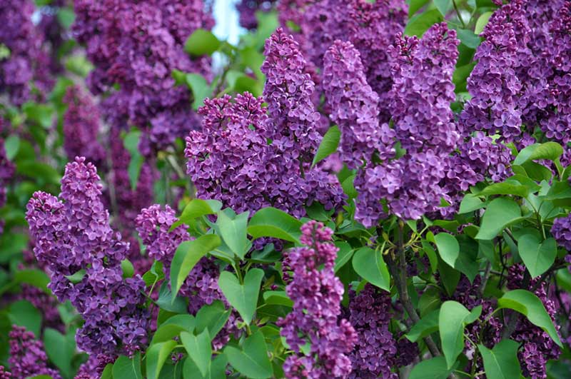 Lilacs