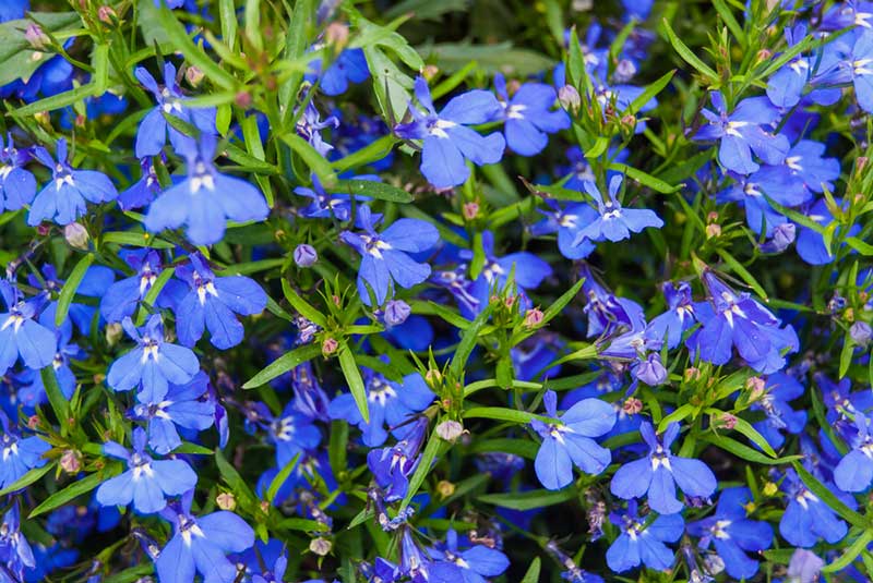 Lobelia